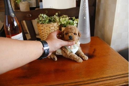 成約済の埼玉県のトイプードル-24737の5枚目