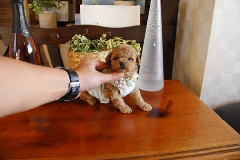 成約済の埼玉県のトイプードル-24737の1枚目