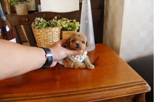 成約済の埼玉県のトイプードル-24737の2枚目