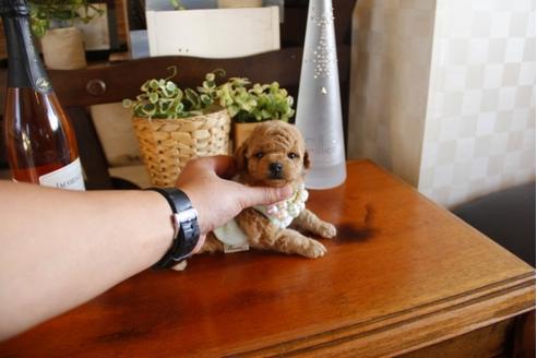 成約済の埼玉県のトイプードル-24737の3枚目