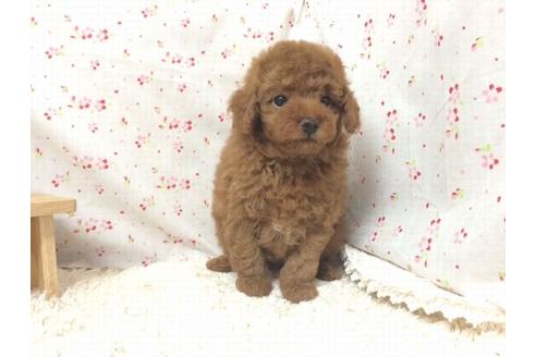 成約済の滋賀県のトイプードル-24780の2枚目