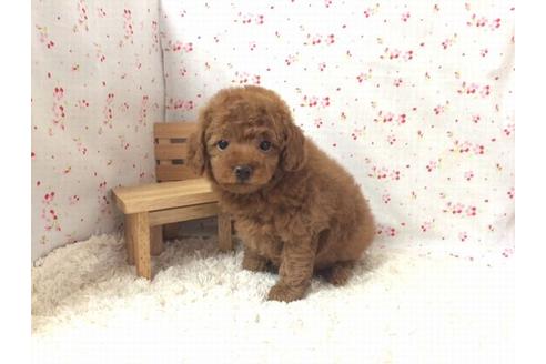 成約済の滋賀県のトイプードル-24780の1枚目