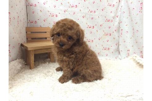 成約済の滋賀県のトイプードル-24771の1枚目