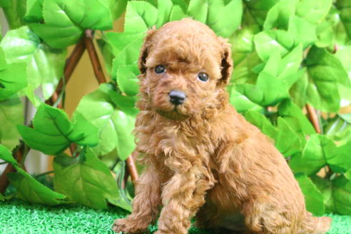 成約済の京都府のトイプードル-24781の5枚目