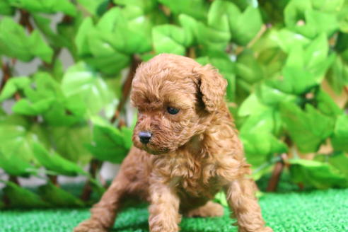 成約済の京都府のトイプードル-24781の3枚目