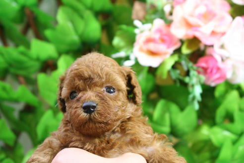 成約済の京都府のトイプードル-24781の2枚目