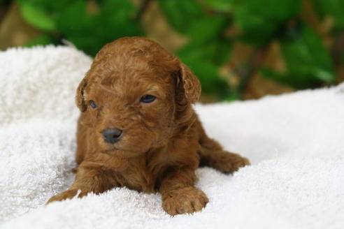 成約済の京都府のトイプードル-24781の1枚目