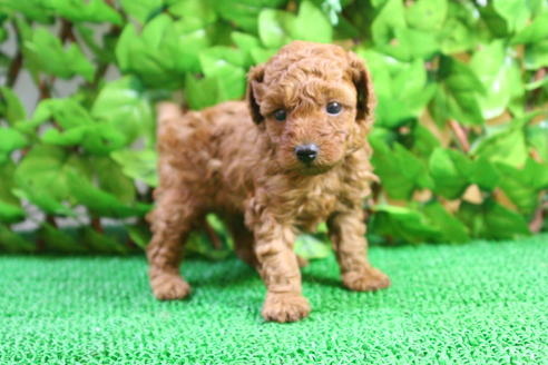 成約済の京都府のトイプードル-24782の5枚目