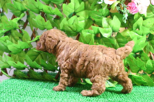 成約済の京都府のトイプードル-24782の3枚目