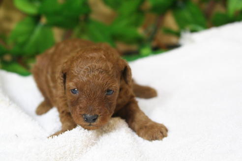 成約済の京都府のトイプードル-24782の1枚目