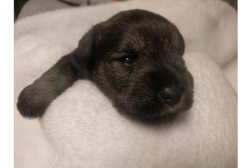 成約済の千葉県のミニチュアシュナウザー-24297の5枚目