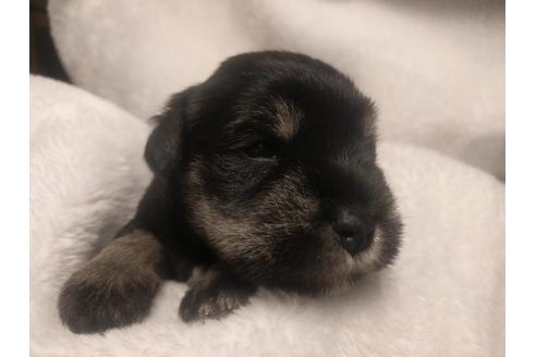 成約済の千葉県のミニチュアシュナウザー-24293の4枚目