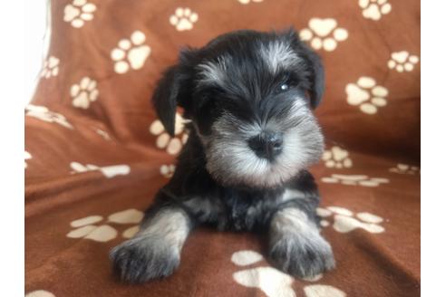 成約済の千葉県のミニチュアシュナウザー-24295の1枚目