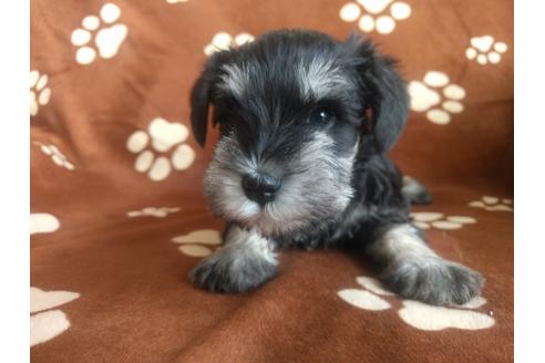 成約済の千葉県のミニチュアシュナウザー-24295の4枚目