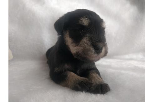 成約済の千葉県のミニチュアシュナウザー-24295の3枚目