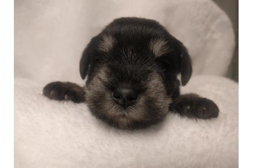 成約済の千葉県のミニチュアシュナウザー-24295の2枚目