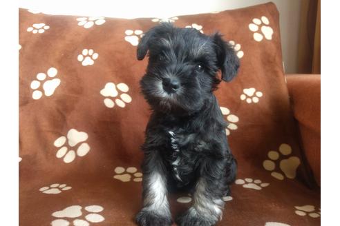 成約済の千葉県のミニチュアシュナウザー-24298