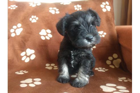 成約済の千葉県のミニチュアシュナウザー-24298の4枚目