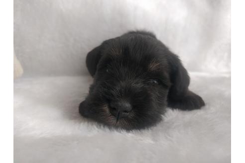 成約済の千葉県のミニチュアシュナウザー-24298の3枚目