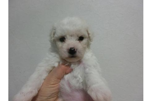 成約済の福岡県のビションフリーゼ-24797の1枚目