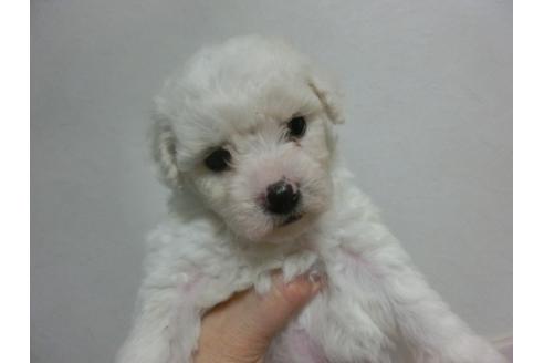 成約済の福岡県のビションフリーゼ-24797の2枚目