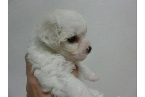 成約済の福岡県のビションフリーゼ-24797の3枚目