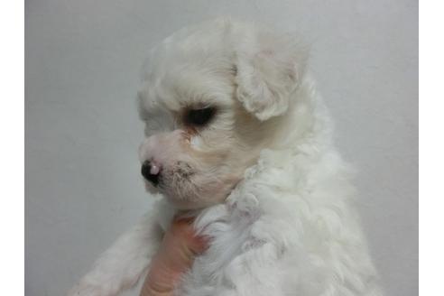 成約済の福岡県のビションフリーゼ-24797の4枚目