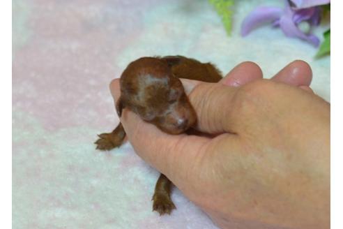 成約済の埼玉県のトイプードル-24801の1枚目