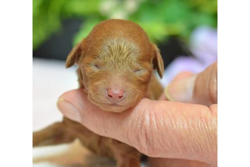 成約済の埼玉県のトイプードル-24803の1枚目