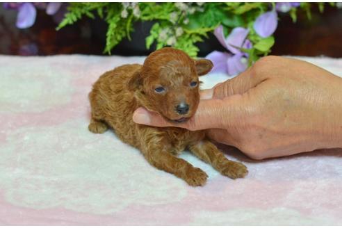 成約済の埼玉県のトイプードル-24559の1枚目