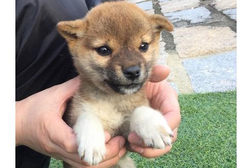 成約済の長崎県の柴犬-22794の1枚目