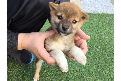 成約済の長崎県の柴犬-22794の2枚目