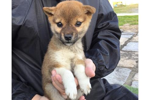 成約済の長崎県の柴犬-22794の5枚目