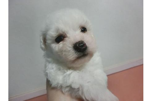 成約済の福岡県のビションフリーゼ-24856の1枚目