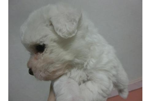 成約済の福岡県のビションフリーゼ-24856の3枚目