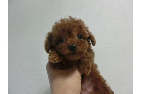 成約済の福岡県のトイプードル-24857の3枚目