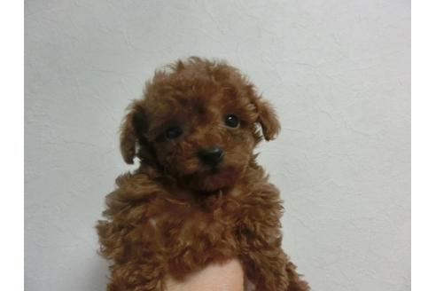 成約済の福岡県のトイプードル-24857の4枚目