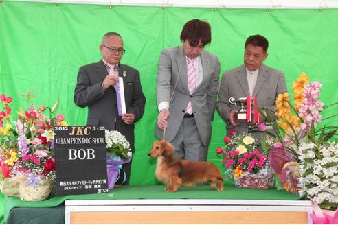 成約済の兵庫県のミニチュアダックスフンド-24863の5枚目