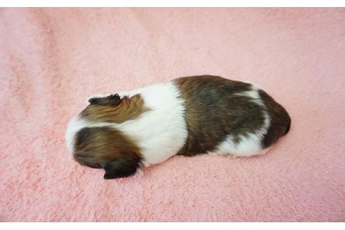 成約済の奈良県のシーズー-24883の5枚目
