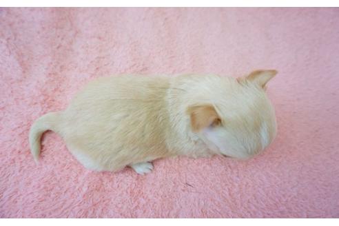 成約済の奈良県のチワワ-24888の5枚目