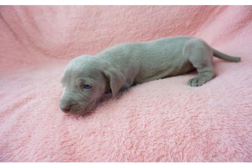 成約済の奈良県のワイマラナー-24891の1枚目