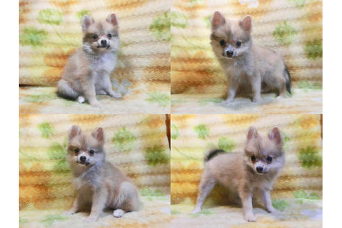 成約済の千葉県のポメラニアン-24901の1枚目
