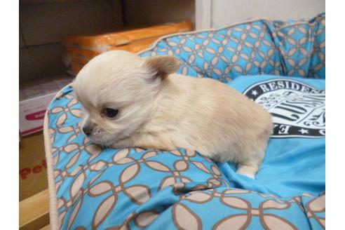 成約済の福岡県のチワワ-24926の4枚目