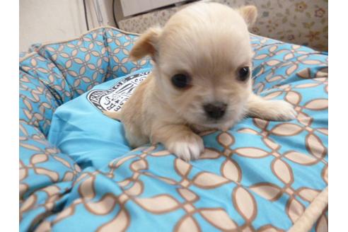 成約済の福岡県のチワワ-24926の5枚目