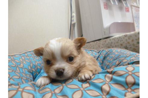 成約済の福岡県のチワワ-24927の1枚目