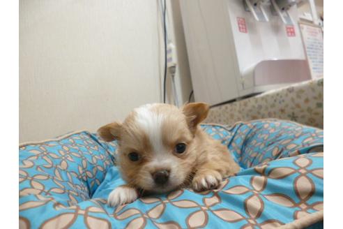 成約済の福岡県のチワワ-24927の2枚目