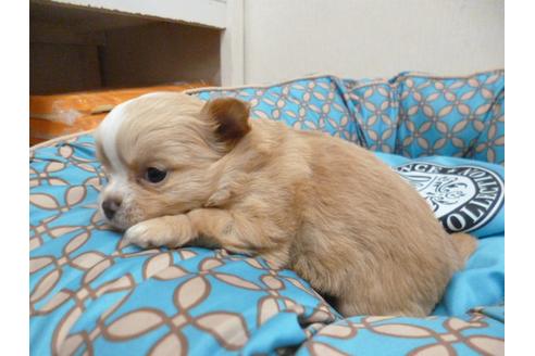 成約済の福岡県のチワワ-24927の4枚目