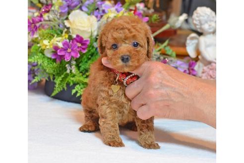 成約済の埼玉県のトイプードル-23619の1枚目