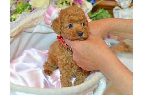 成約済の埼玉県のトイプードル-23619の5枚目