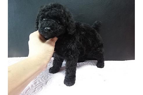 成約済の大阪府のトイプードル-24973の1枚目